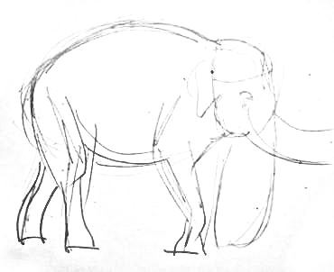 Индийский слон -набросок карандашом