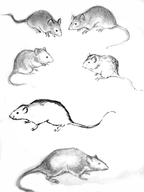 Рисунки мышей