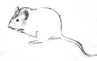 Поэтапный рисунок мышки