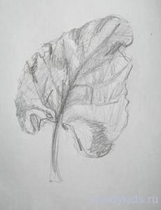  Рисунок листа растения