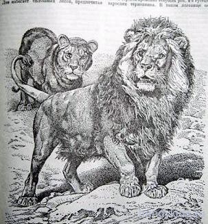   Изображение льва
