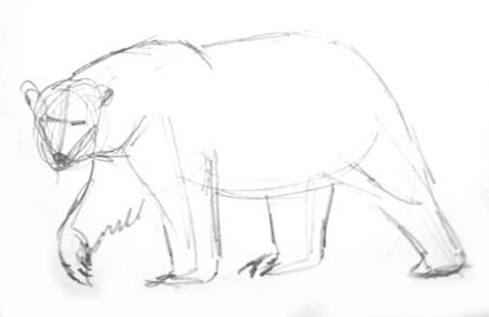 Полярный медведь -рисунок карандашом