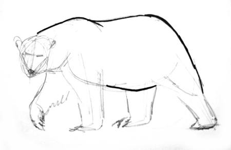 Рисуем полярного медведя
