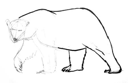 Поэтапное рисование полярного медведя