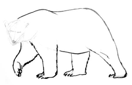 Этапы рисования полярного медведя
