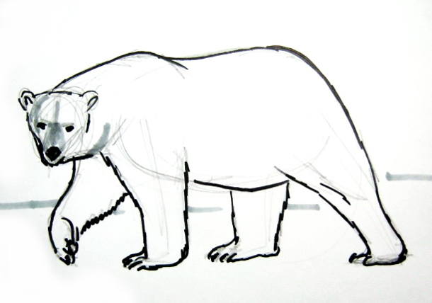Полярный белый медведь рисунок
