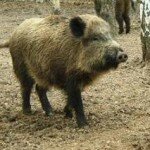 Hog Картинка из интернета