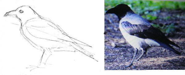 Ворона - эскиз карандашом