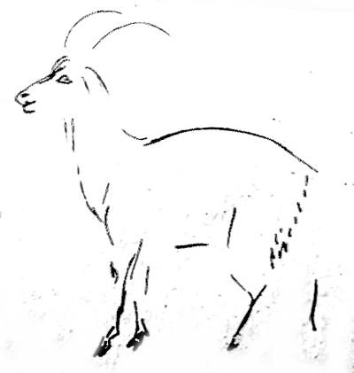 Поэтапный рисунок козла