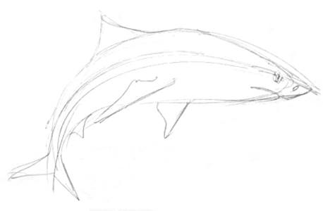 Акула -эскиз карандашом