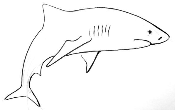 Акула рисунок 1