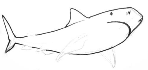 Нарисуем тигрвую акулу 13