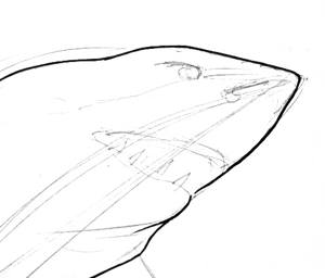 Рисуем голову акулы -17