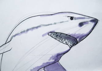 Голова и морда акулы -рисунок