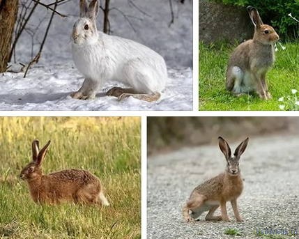 Фотографии зайцев