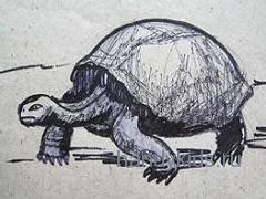Рисунки черепахи
