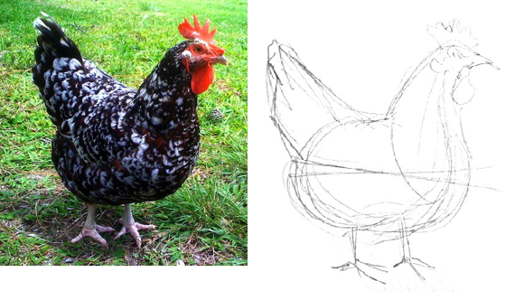 Как нарисовать курицу -2