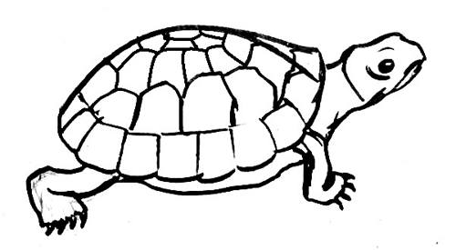 Черепаха рисунок 13