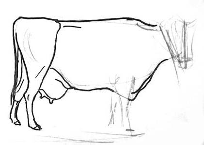 Рисуем корову поэтапно