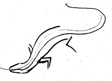 Поэтапный рисунок ящерицы