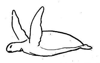 Рисунок Морская черепаха 