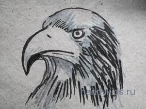 Нарисованная голова орла