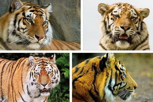 Фотографии тигров
