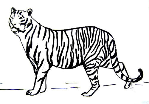 Рисунок-раскраска тигр