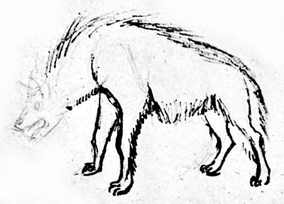 Поэтапный рисунок гиены 2