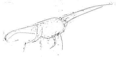 Брахиозавр эскиз