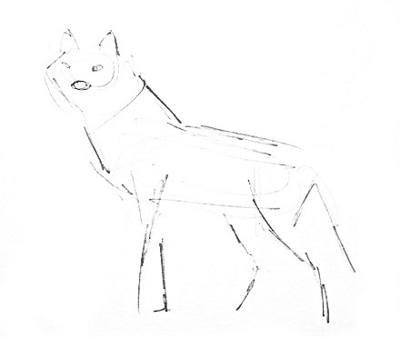 Волк -эскиз карандашом