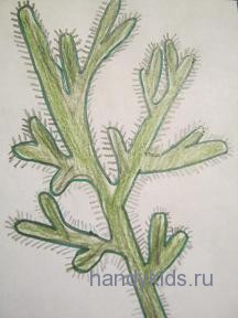   Штриховка -колючки кактуса