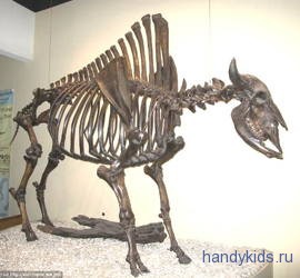 Скелет бизона