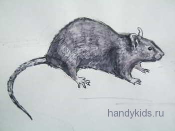  Рисунок крыса