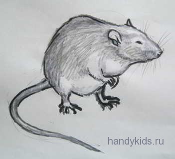 Рисунок крыса
