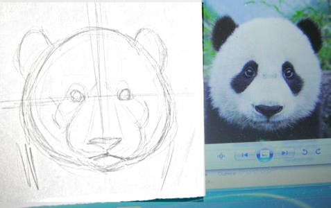 как нарисовать голову и морду панды