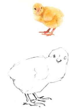 Как нарисовать цыплёнка