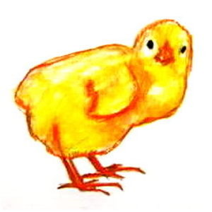 Цыплёнок -рисунок 2
