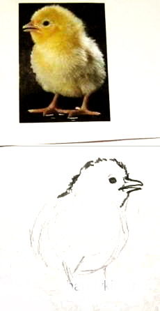 Как нарисовать цыплёнка