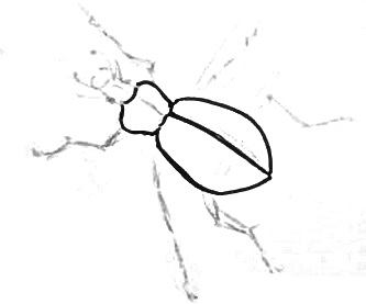 Рисуем жука жужелицу
