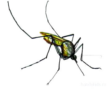 Рисунок комар