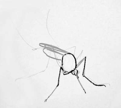 Этап рисования комара