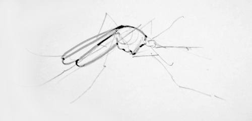Рисунок комара сбоку