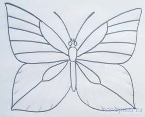 Рапределяем жилки по крылу бабочки