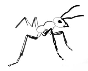 Рисуем чёрного муравья поэтапно