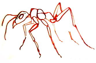 Рисуем рыжего лесного муравья