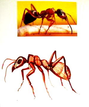 Нарисуем рыжего муравья