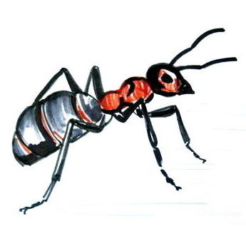 Рисунок муравей