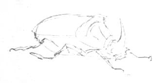 Жук-носорог эскиз карандашом