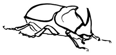 Жук-носорог рисунок